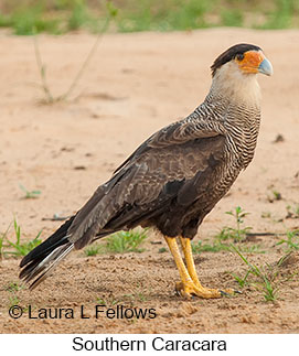 Crested Caracara - © Laura L Fellows and Exotic Birding LLC