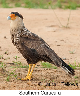 Crested Caracara - © Laura L Fellows and Exotic Birding LLC
