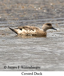 Crested Duck - © James F Wittenberger and Exotic Birding LLC