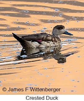 Crested Duck - © James F Wittenberger and Exotic Birding LLC Crested Duck - © James F Wittenberger and Exotic Birding LLC