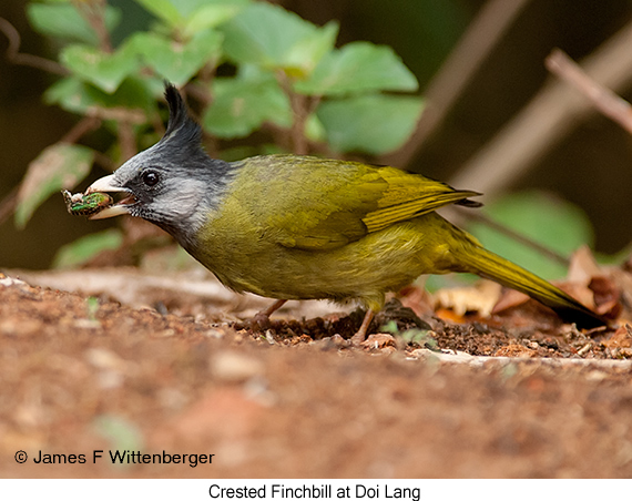 Crested Finchbill - © James F Wittenberger and Exotic Birding LLC