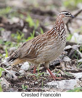 Crested Francolin - © James F Wittenberger and Exotic Birding LLC