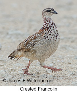 Crested Francolin - © James F Wittenberger and Exotic Birding LLC