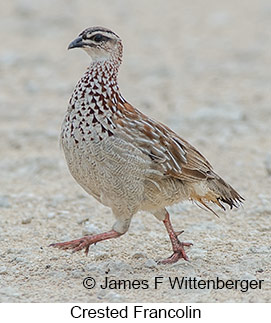 Crested Francolin - © James F Wittenberger and Exotic Birding LLC Crested Francolin - © James F Wittenberger and Exotic Birding LLC
