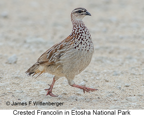 Crested Francolin - © James F Wittenberger and Exotic Birding LLC Crested Francolin - © James F Wittenberger and Exotic Birding LLC
