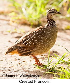 Crested Francolin - © James F Wittenberger and Exotic Birding Tours Crested Francolin - © James F Wittenberger and Exotic Birding Tours