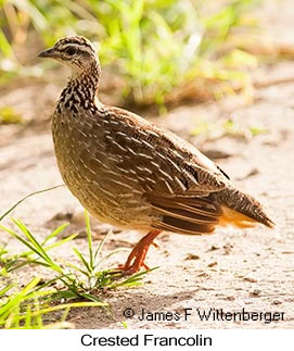 Crested Francolin - © James F Wittenberger and Exotic Birding LLC