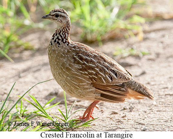 Crested Francolin - © James F Wittenberger and Exotic Birding LLC