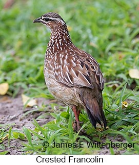 Crested Francolin - © James F Wittenberger and Exotic Birding LLC