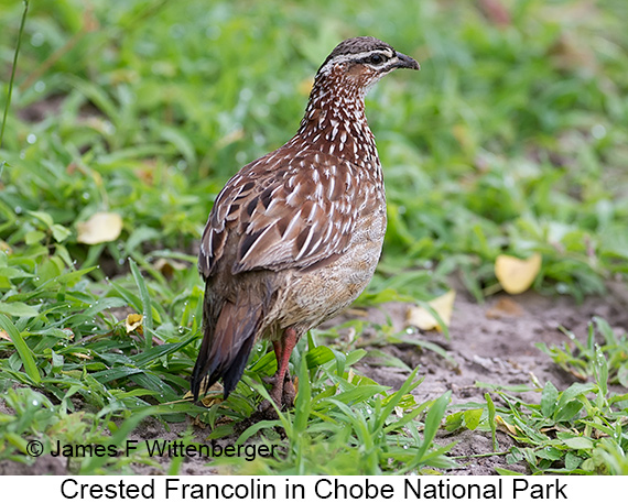 Crested Francolin - © James F Wittenberger and Exotic Birding LLC Crested Francolin - © James F Wittenberger and Exotic Birding LLC
