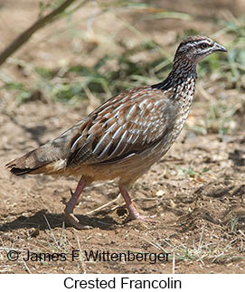 Crested Francolin - © James F Wittenberger and Exotic Birding LLC