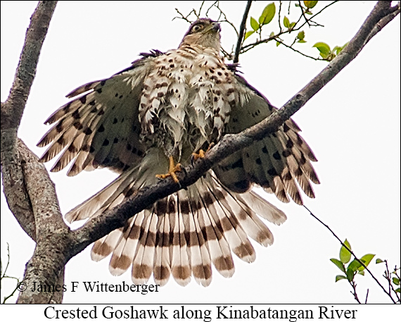 Crested Goshawk - © James F Wittenberger and Exotic Birding LLC Crested Goshawk - © James F Wittenberger and Exotic Birding LLC