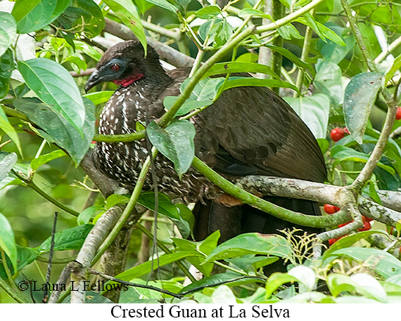 Crested Guan - © Laura L Fellows and Exotic Birding LLC