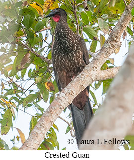 Crested Guan - © Laura L Fellows and Exotic Birding LLC