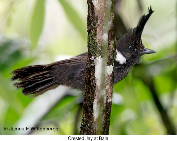 Crested Shrikejay - © James F Wittenberger and Exotic Birding LLC