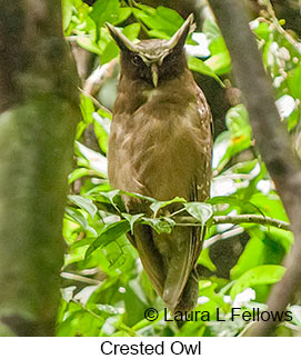 Crested Owl - © Laura L Fellows and Exotic Birding Tours