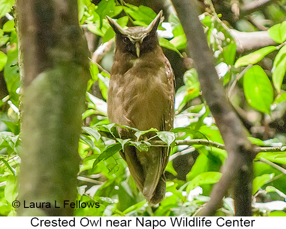 Crested Owl - &copy; Laura L Fellows and Exotic Birding Tours