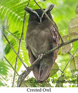 Crested Owl - © James F Wittenberger and Exotic Birding LLC Crested Owl - © James F Wittenberger and Exotic Birding LLC