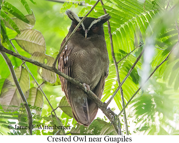 Crested Owl - &copy; James F Wittenberger and Exotic Birding LLC