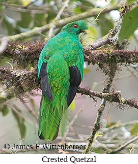 Crested Quetzal - &copy; James F Wittenberger and Exotic Birding LLC