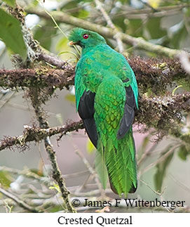 Crested Quetzal - &copy; James F Wittenberger and Exotic Birding LLC