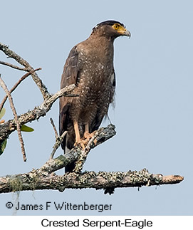 Crested Serpent-Eagle - © James F Wittenberger and Exotic Birding LLC