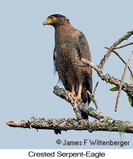 Crested Serpent-Eagle - &copy; James F Wittenberger and Exotic Birding LLC