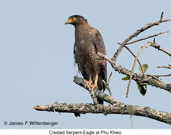 Crested Serpent-Eagle - © James F Wittenberger and Exotic Birding LLC