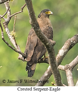 Crested Serpent-Eagle - © James F Wittenberger and Exotic Birding LLC