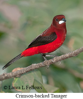Crimson-backed Tanager - © Laura L Fellows and Exotic Birding LLC