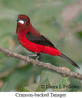 Crimson-backed Tanager - © Laura L Fellows and Exotic Birding LLC