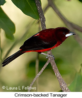 Crimson-backed Tanager - © Laura L Fellows and Exotic Birding LLC Crimson-backed Tanager - © Laura L Fellows and Exotic Birding LLC