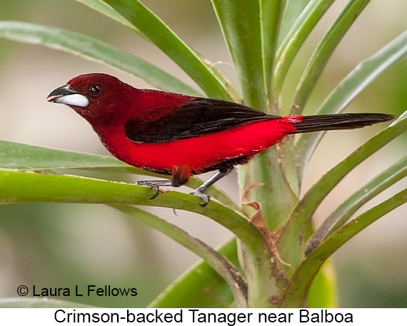 Crimson-backed Tanager - © James F Wittenberger and Exotic Birding LLC