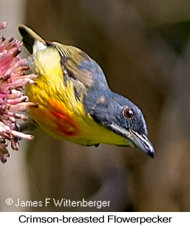 Crimson-breasted Flowerpecker - © James F Wittenberger and Exotic Birding LLC