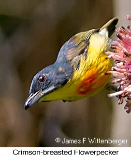Crimson-breasted Flowerpecker - © James F Wittenberger and Exotic Birding LLC