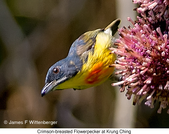 Crimson-breasted Flowerpecker - © James F Wittenberger and Exotic Birding LLC