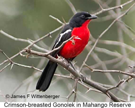 Crimson-breasted Gonolek - © James F Wittenberger and Exotic Birding LLC