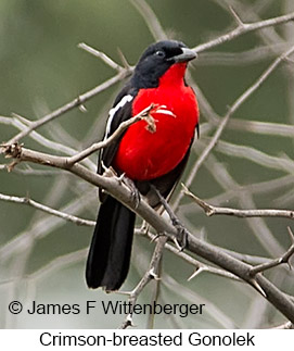 Crimson-breasted Gonolek - © James F Wittenberger and Exotic Birding LLC