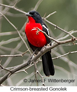 Crimson-breasted Gonolek - © James F Wittenberger and Exotic Birding LLC