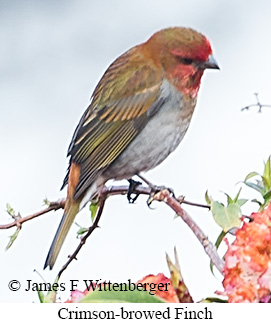 Crimson-browed Finch - © James F Wittenberger and Exotic Birding LLC