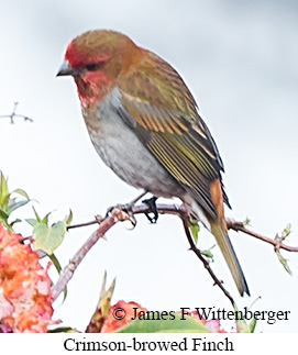 Crimson-browed Finch - © James F Wittenberger and Exotic Birding LLC