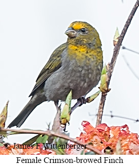 Female Crimson-browed Finch - © James F Wittenberger and Exotic Birding LLC