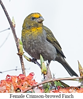 Female Crimson-browed Finch - © James F Wittenberger and Exotic Birding LLC