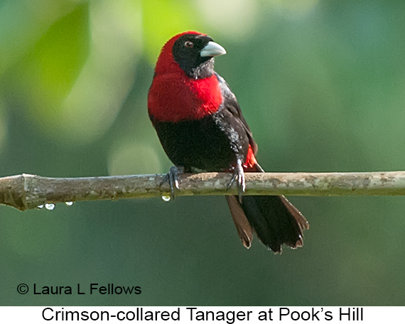 Crimson-collared Tanager - © James F Wittenberger and Exotic Birding LLC