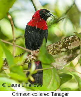 Crimson-collared Tanager - © Laura L Fellows and Exotic Birding LLC