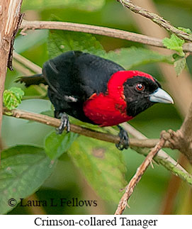 Crimson-collared Tanager - © Laura L Fellows and Exotic Birding LLC