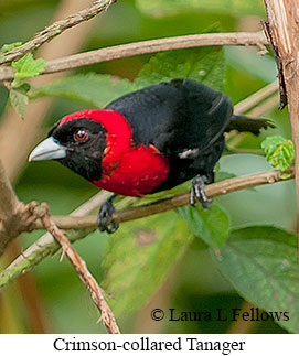 Crimson-collared Tanager - © Laura L Fellows and Exotic Birding LLC