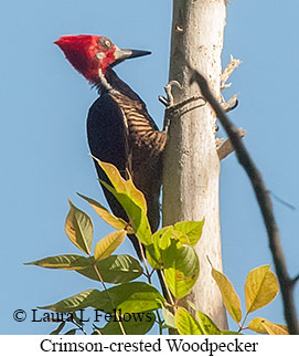 Crimson-crested Woodpecker - © Laura L Fellows and Exotic Birding LLC