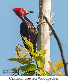 Crimson-crested Woodpecker - © Laura L Fellows and Exotic Birding LLC Crimson-crested Woodpecker - © Laura L Fellows and Exotic Birding LLC