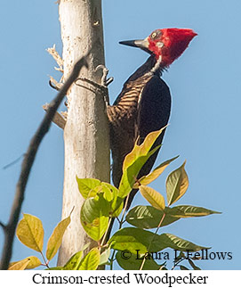 Crimson-crested Woodpecker - © Laura L Fellows and Exotic Birding LLC